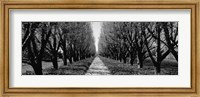 Framed Trees along a walkway in black and white, Niagara Falls, Ontario, Canada