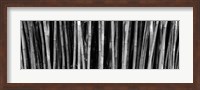 Framed Bamboo trees in a botanical garden, Kanapaha Botanical Gardens, Gainesville, Alachua County, Florida (black and white)