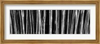Framed Bamboo trees in a botanical garden, Kanapaha Botanical Gardens, Gainesville, Alachua County, Florida (black and white)