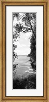 Framed Trees at the lakeside in black and white, Lake Michigan, Wisconsin