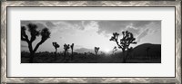 Framed Sunset, Joshua Tree Park, California (black and white)