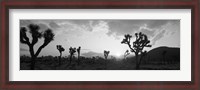 Framed Sunset, Joshua Tree Park, California (black and white)