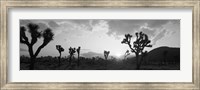 Framed Sunset, Joshua Tree Park, California (black and white)