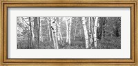 Framed Birch trees in a forest, Acadia National Park, Hancock County, Maine (black and white)