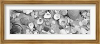 Framed High angle view of seashells