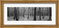 Framed USA, Michigan, Black River National Forest, Walkway running through a forest