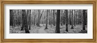 Framed USA, Michigan, Black River National Forest, Walkway running through a forest