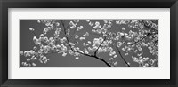 Framed Cherry Blossoms Washington DC (black and white)