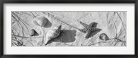 Framed Close-up of a starfish and seashells on the beach, Dauphin Island, Alabama, USA