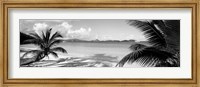 Framed Palm trees on the beach, US Virgin Islands, USA