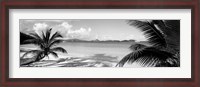 Framed Palm trees on the beach, US Virgin Islands, USA