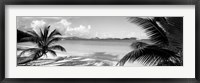 Framed Palm trees on the beach, US Virgin Islands, USA