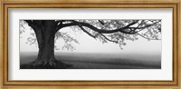 Framed Tree in a farm, Knox Farm State Park, East Aurora, New York State, USA