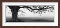 Framed Tree in a farm, Knox Farm State Park, East Aurora, New York State, USA