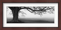 Framed Tree in a farm, Knox Farm State Park, East Aurora, New York State, USA