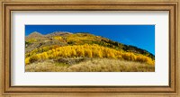 Framed Aspen trees on mountain, Alpine Loop Scenic Backway, San Juan National Forest, Colorado, USA