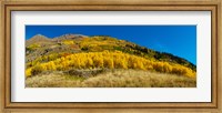 Framed Aspen trees on mountain, Alpine Loop Scenic Backway, San Juan National Forest, Colorado, USA