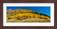 Framed Aspen trees on mountain, Alpine Loop Scenic Backway, San Juan National Forest, Colorado, USA