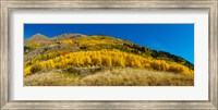 Framed Aspen trees on mountain, Alpine Loop Scenic Backway, San Juan National Forest, Colorado, USA