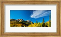Framed Aspen trees on a mountain, Mt Hayden, Uncompahgre National Forest, Colorado, USA
