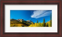 Framed Aspen trees on a mountain, Mt Hayden, Uncompahgre National Forest, Colorado, USA