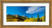 Framed Aspen trees on a mountain, Mt Hayden, Uncompahgre National Forest, Colorado, USA