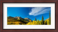 Framed Aspen trees on a mountain, Mt Hayden, Uncompahgre National Forest, Colorado, USA