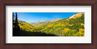 Framed Aspen trees on a mountain, Red Mountain, San Juan National Forest, Colorado, USA