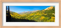 Framed Aspen trees on a mountain, Red Mountain, San Juan National Forest, Colorado, USA