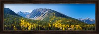 Framed Aspen trees on mountain, Little Giant Peak, King Solomon Mountain, San Juan National Forest, Colorado, USA