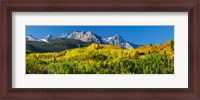 Framed Aspen trees with mountains in the background, Uncompahgre National Forest, Colorado