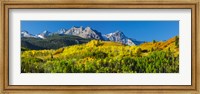 Framed Aspen trees with mountains in the background, Uncompahgre National Forest, Colorado