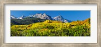 Framed Aspen trees with mountains in the background, Uncompahgre National Forest, Colorado