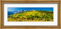 Framed Aspen trees on mountains, Uncompahgre National Forest, Colorado