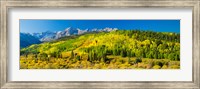 Framed Aspen trees on mountains, Uncompahgre National Forest, Colorado