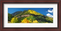 Framed Aspen trees on mountain, Needle Rock, Gold Hill, Uncompahgre National Forest, Telluride, Colorado, USA