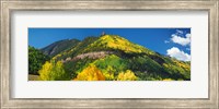 Framed Aspen trees on mountain, Needle Rock, Gold Hill, Uncompahgre National Forest, Telluride, Colorado, USA