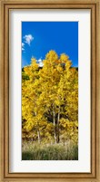 Framed Aspen trees in a forest along Ophir Pass, Umcompahgre National Forest, Colorado, USA