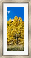 Framed Aspen trees in a forest along Ophir Pass, Umcompahgre National Forest, Colorado, USA