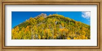 Framed Aspen trees on mountain, Ophir Pass, San Juan Mountains, Uncompahgre National Forest, Colorado, USA
