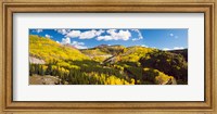 Framed Aspen trees on a mountain, San Juan National Forest, Colorado, USA