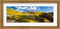 Framed Aspen trees on a mountain, San Juan National Forest, Colorado, USA