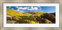 Framed Aspen trees on a mountain, San Juan National Forest, Colorado, USA