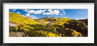 Framed Aspen trees on a mountain, San Juan National Forest, Colorado, USA