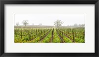 Framed Oak trees in a vineyard, Guerneville Road, Sonoma Valley, Sonoma County, California, USA