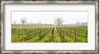 Framed Oak trees in a vineyard, Guerneville Road, Sonoma Valley, Sonoma County, California, USA