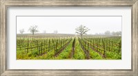 Framed Oak trees in a vineyard, Guerneville Road, Sonoma Valley, Sonoma County, California, USA