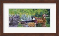 Framed Bayou Wood Ducks