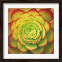 Framed Fiery Succulent