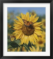 Framed Sunflower/Butterflies